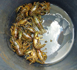 Krebse